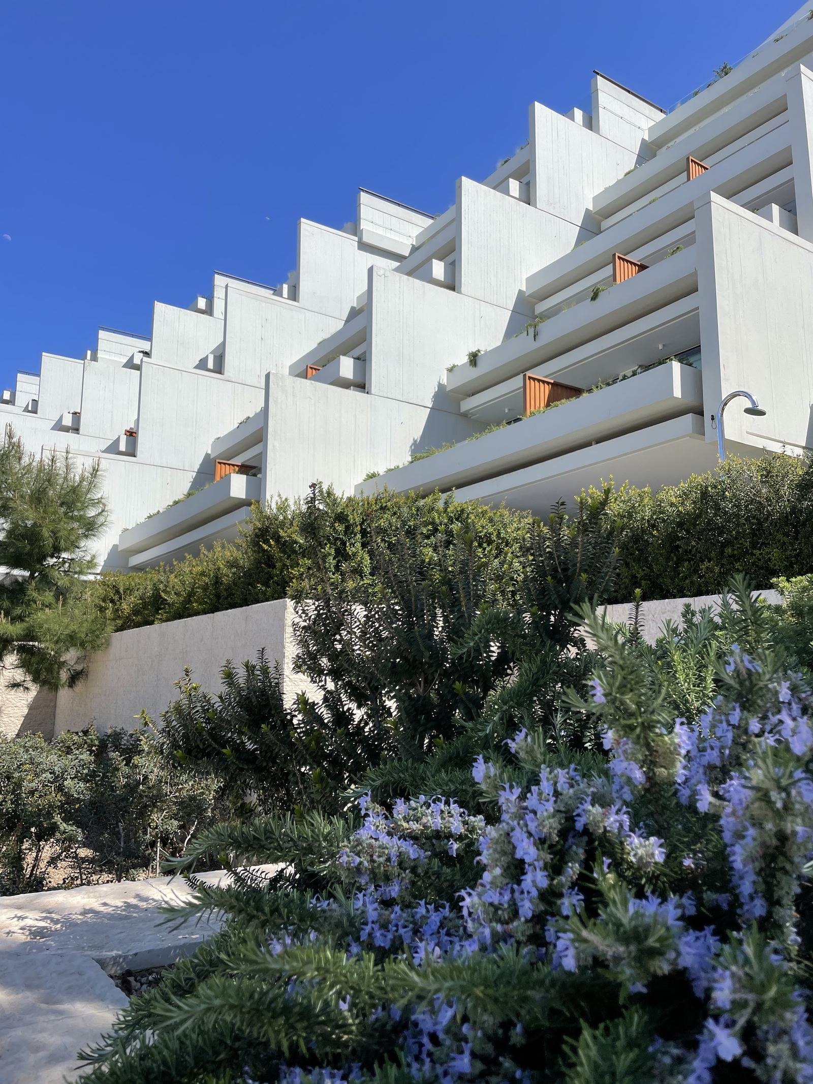 Rosemary in flower below the terraces of the hillside bungalows