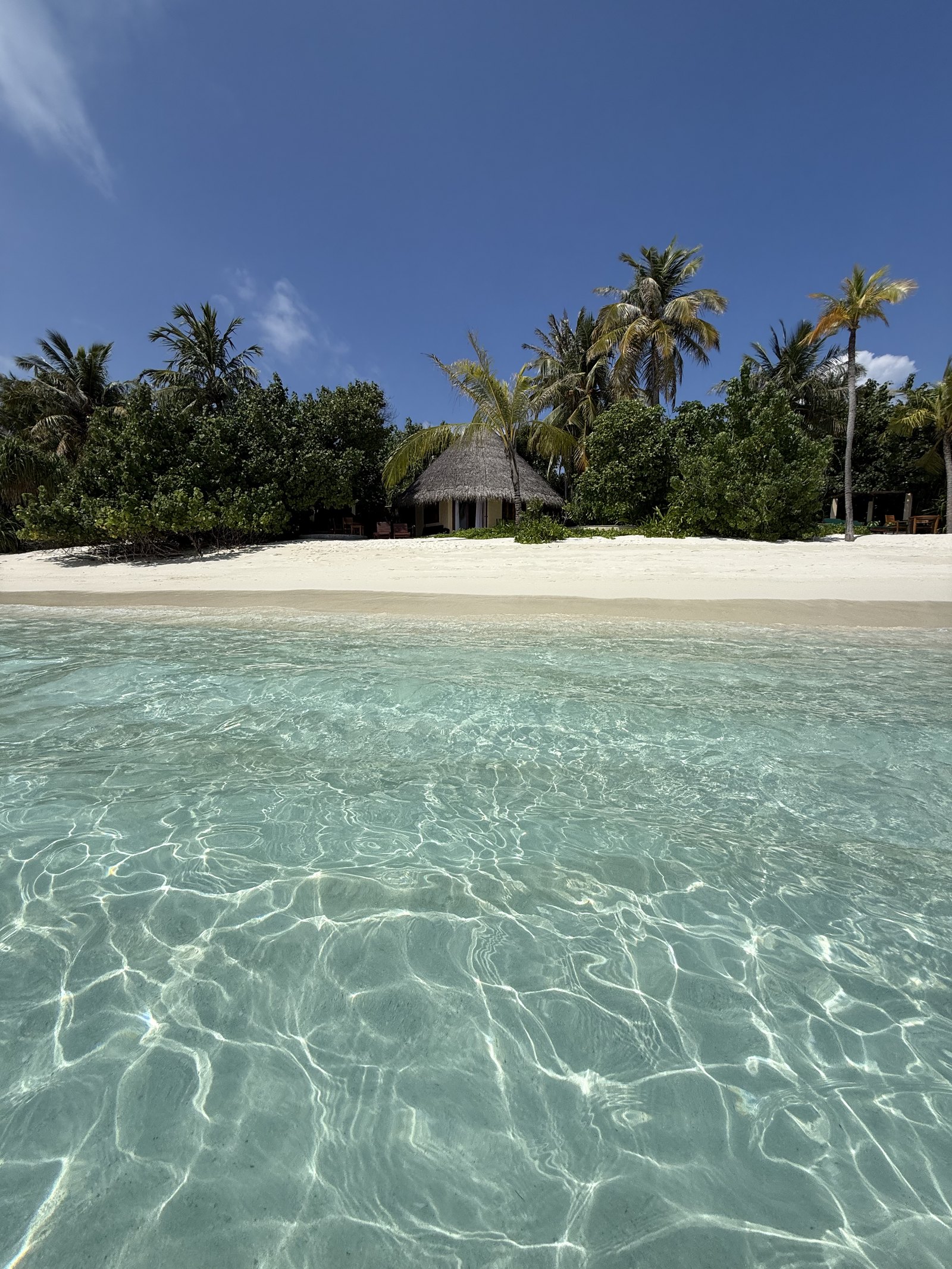Clear shallow water over pale sand at Coco Palm Dhuni Kolhu with a thatched villa under palms on the shore beyond