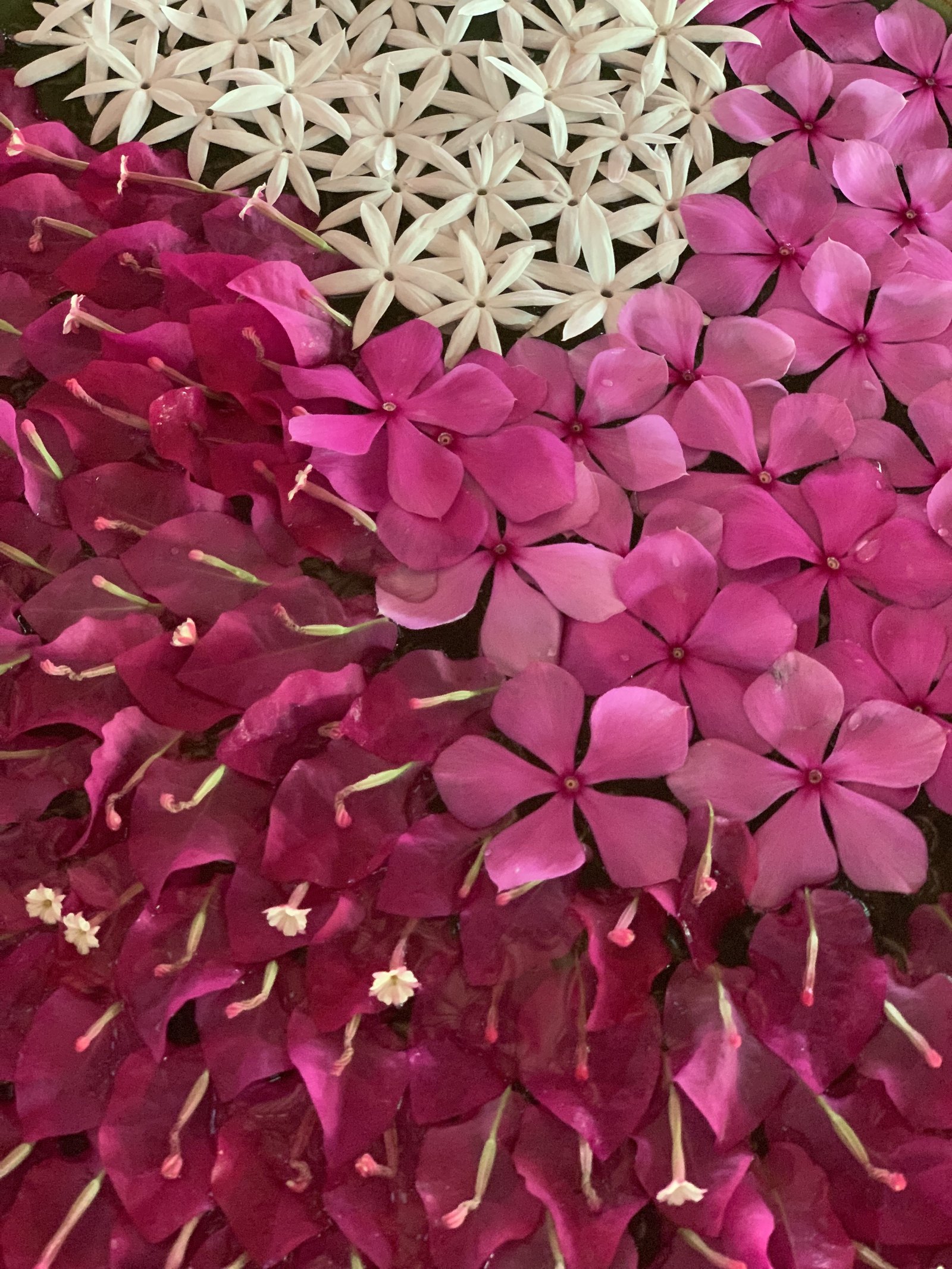 Pink and white frangipani and hibiscus flowers laid out in a dense pattern