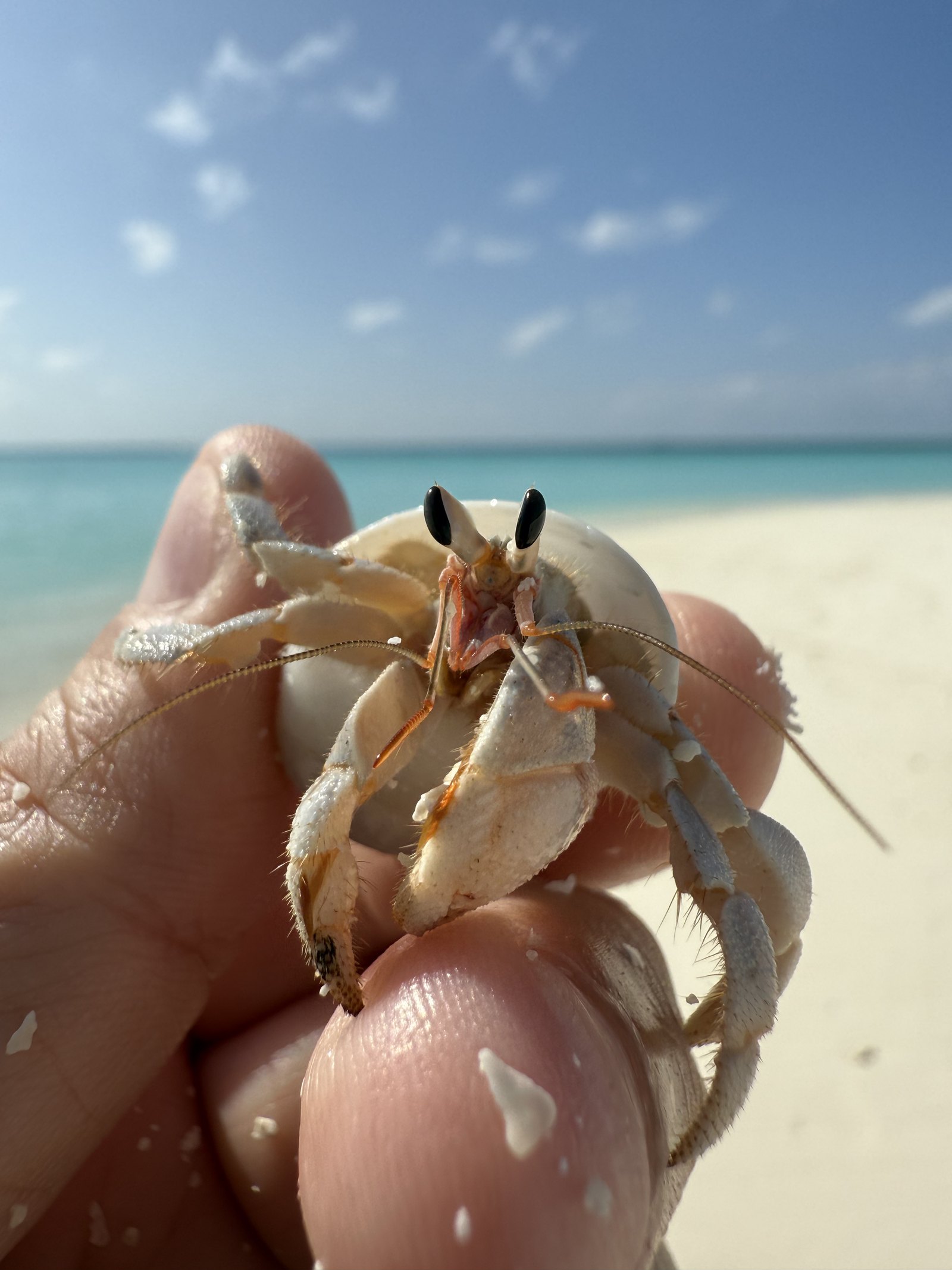A hermit crab held in an open hand at Coco Palm Dhuni Kolhu, its pale legs and black eyes out of a white shell, the beach and the lagoon out of focus behind