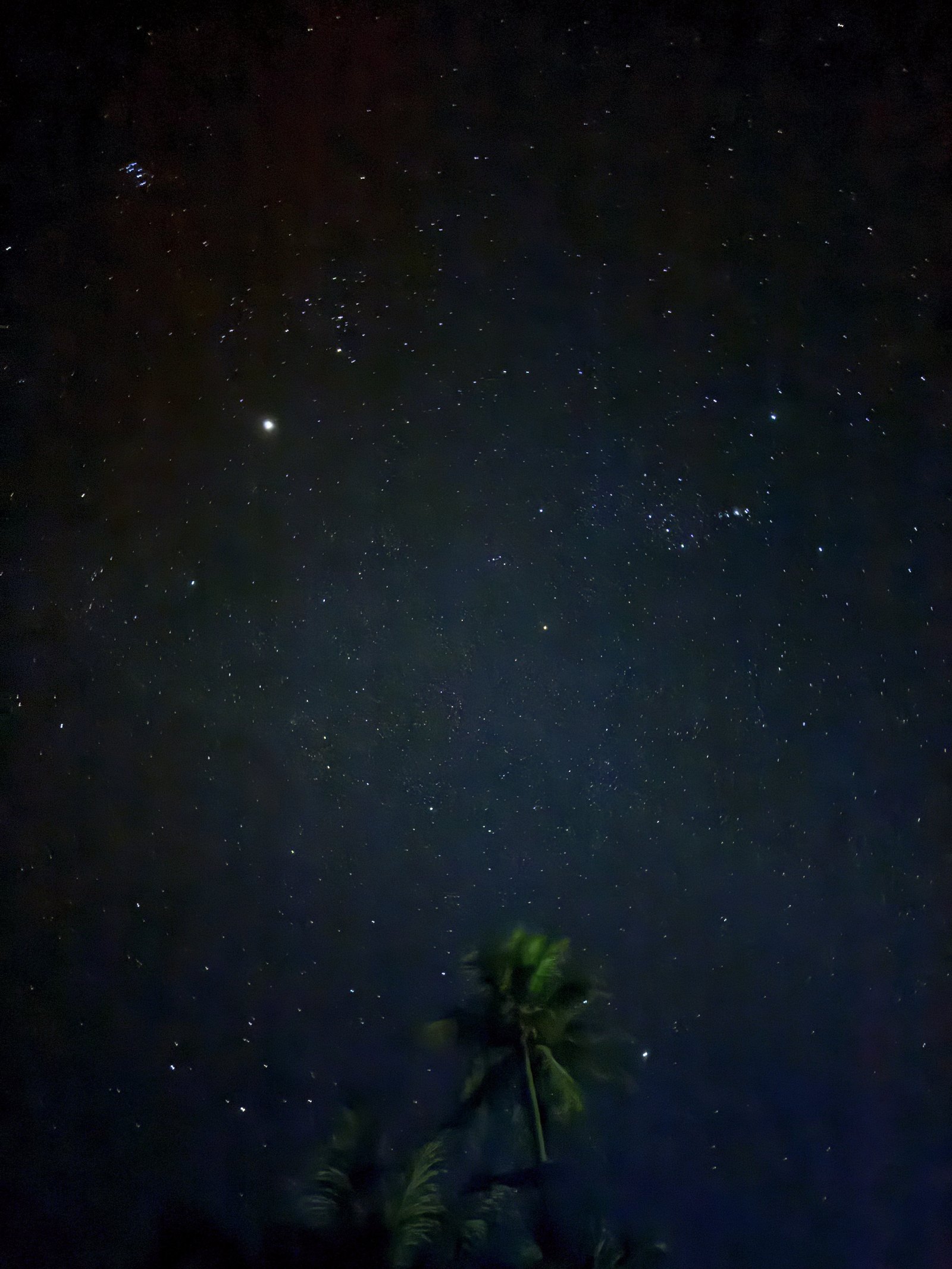 A dark night sky full of stars above the black silhouette of a palm crown
