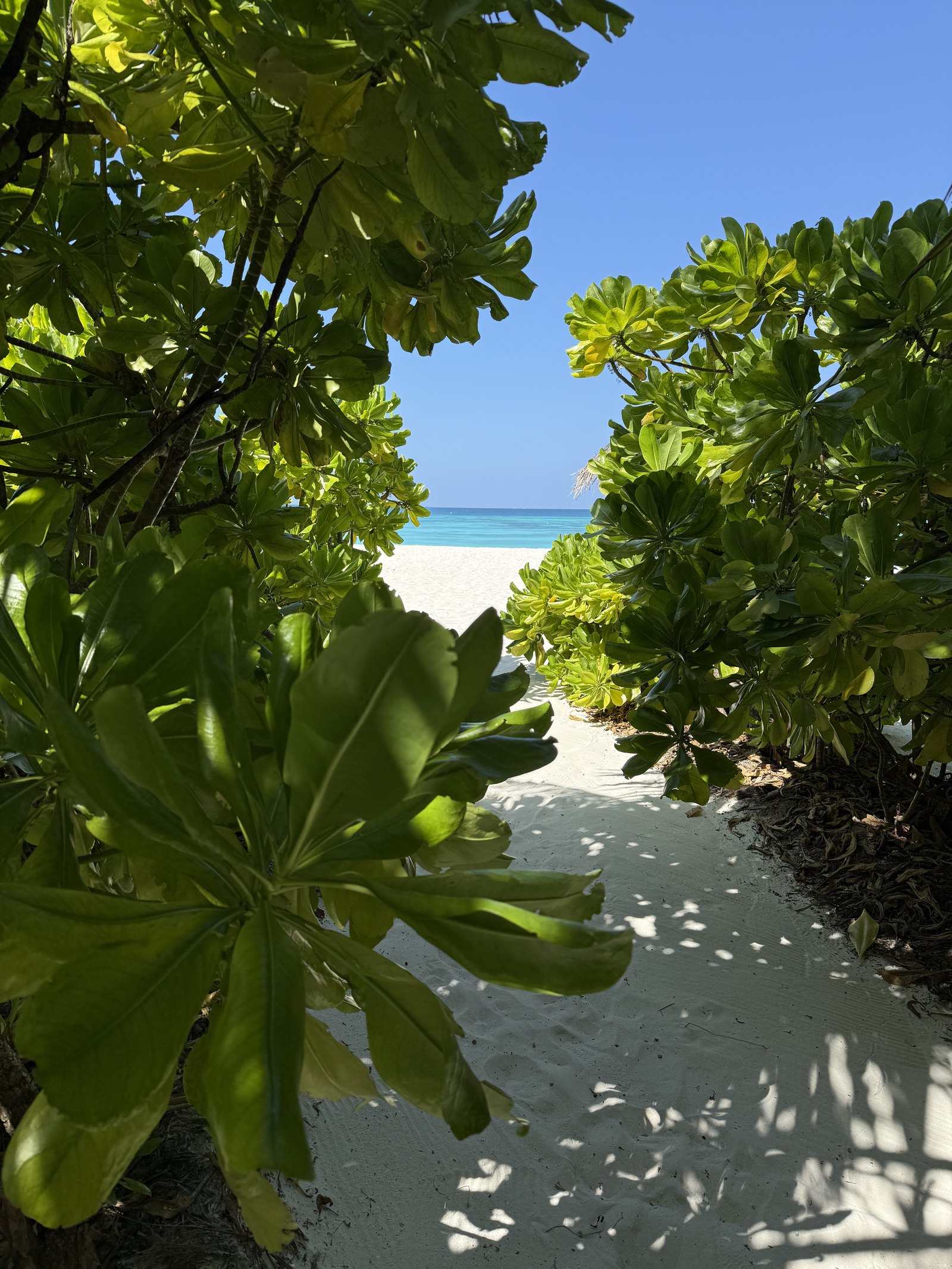A sandy path at Coco Palm Dhuni Kolhu running between thick green sea lettuce bushes towards the bright beach and the lagoon