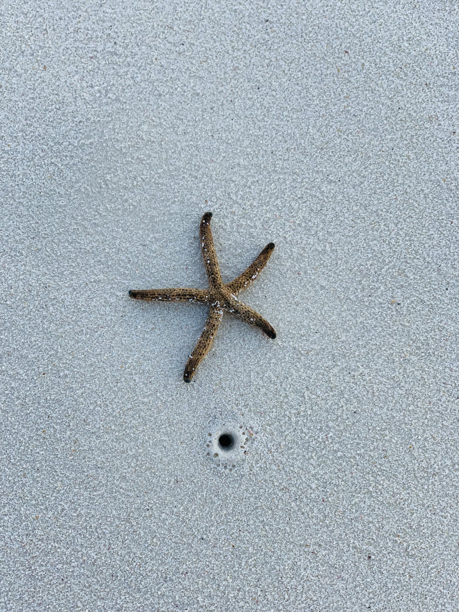 A starfish on wet white sand beside a small hole
