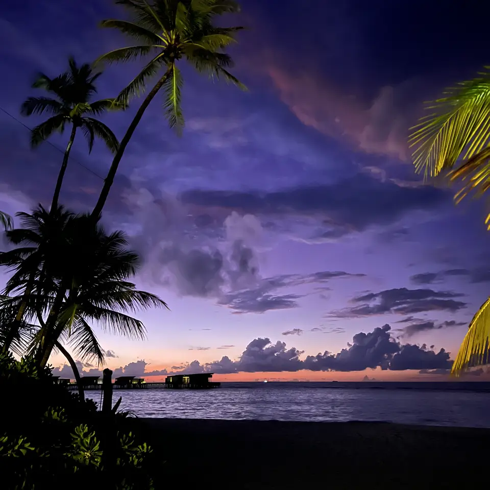 Palms against a violet sky at dusk