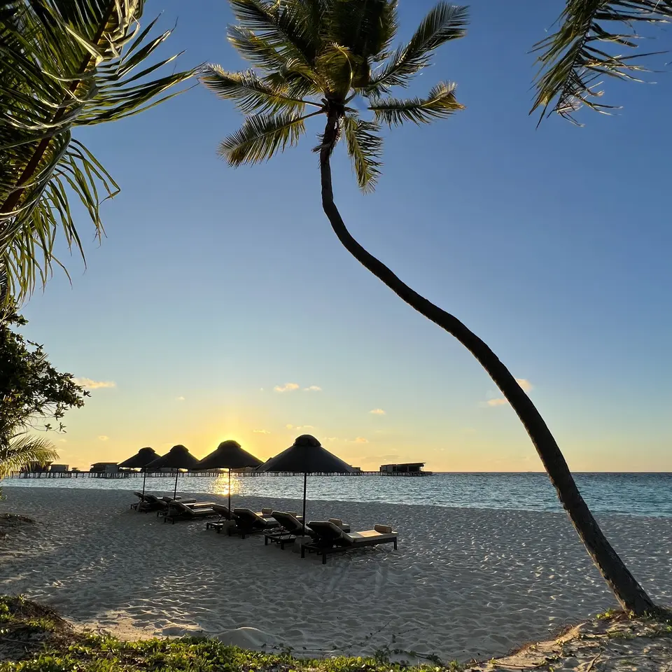 A leaning palm over the beach at sunset with the water villas behind