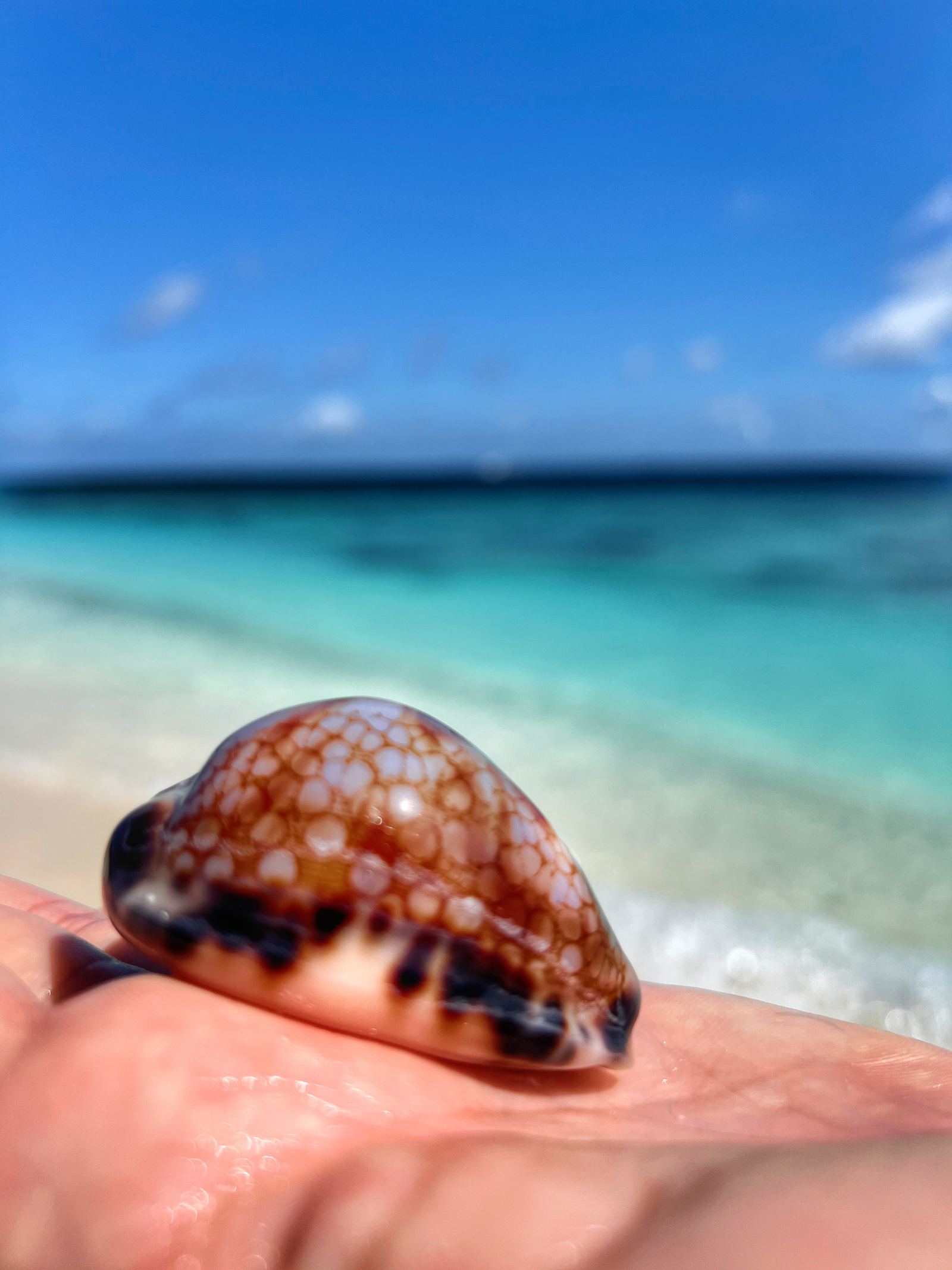 A tiger cowrie shell held in an open palm above the water
