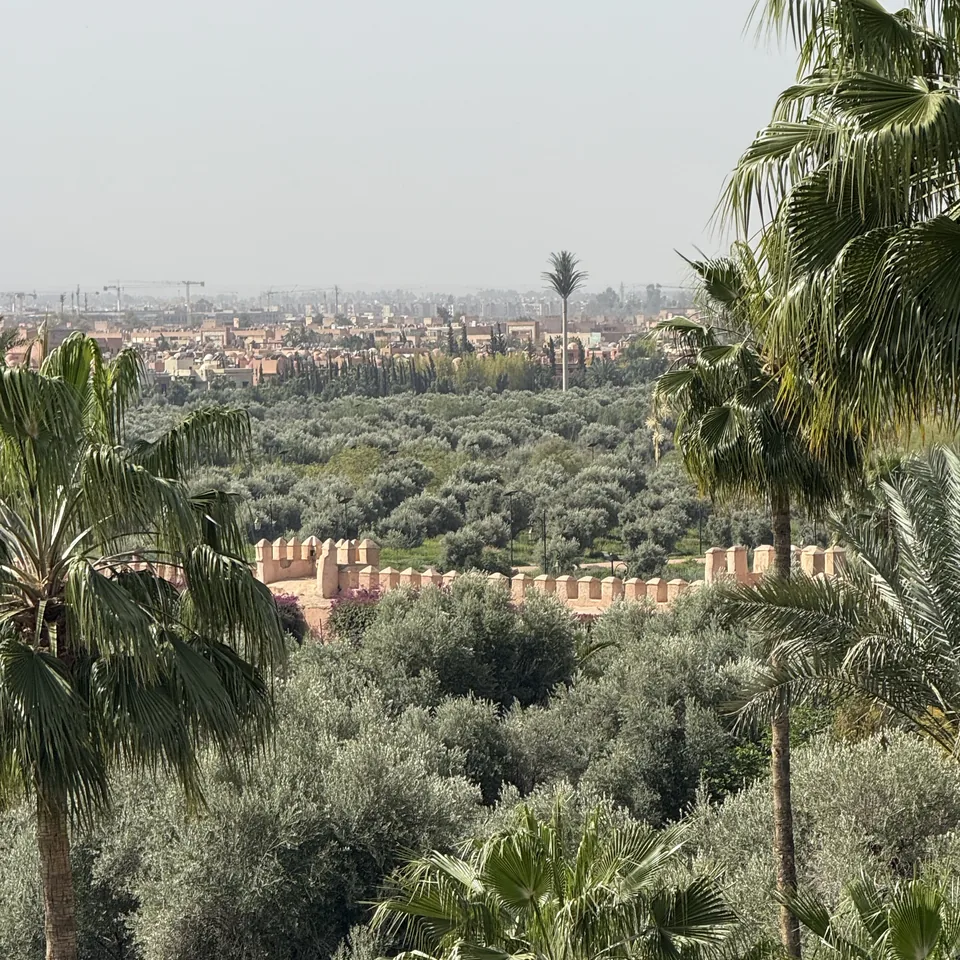 The old walls of the medina rising above an olive grove, with palms in the foreground