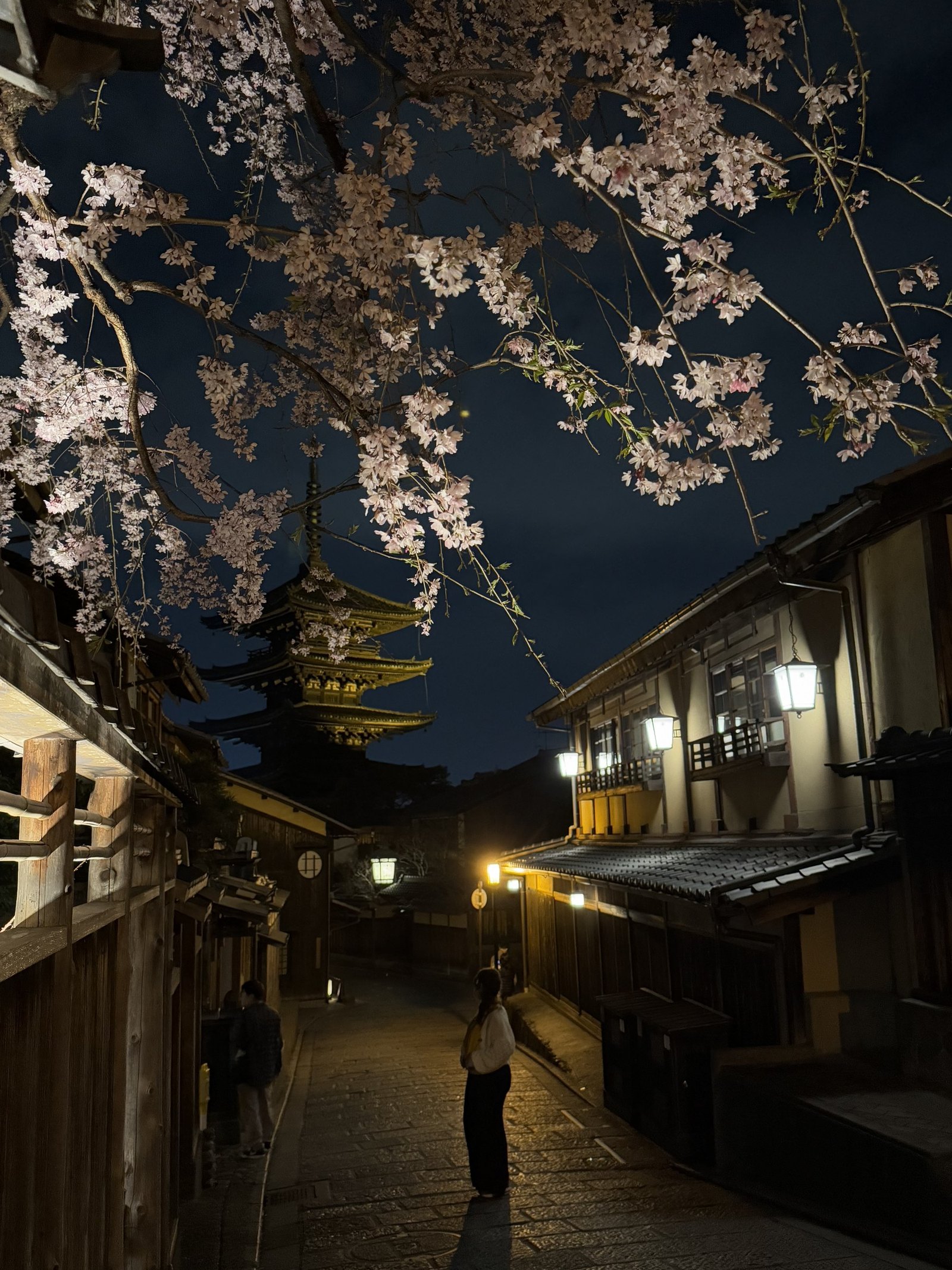 Cherry blossom overhead on a dark lane with the lit pagoda beyond the rooftops