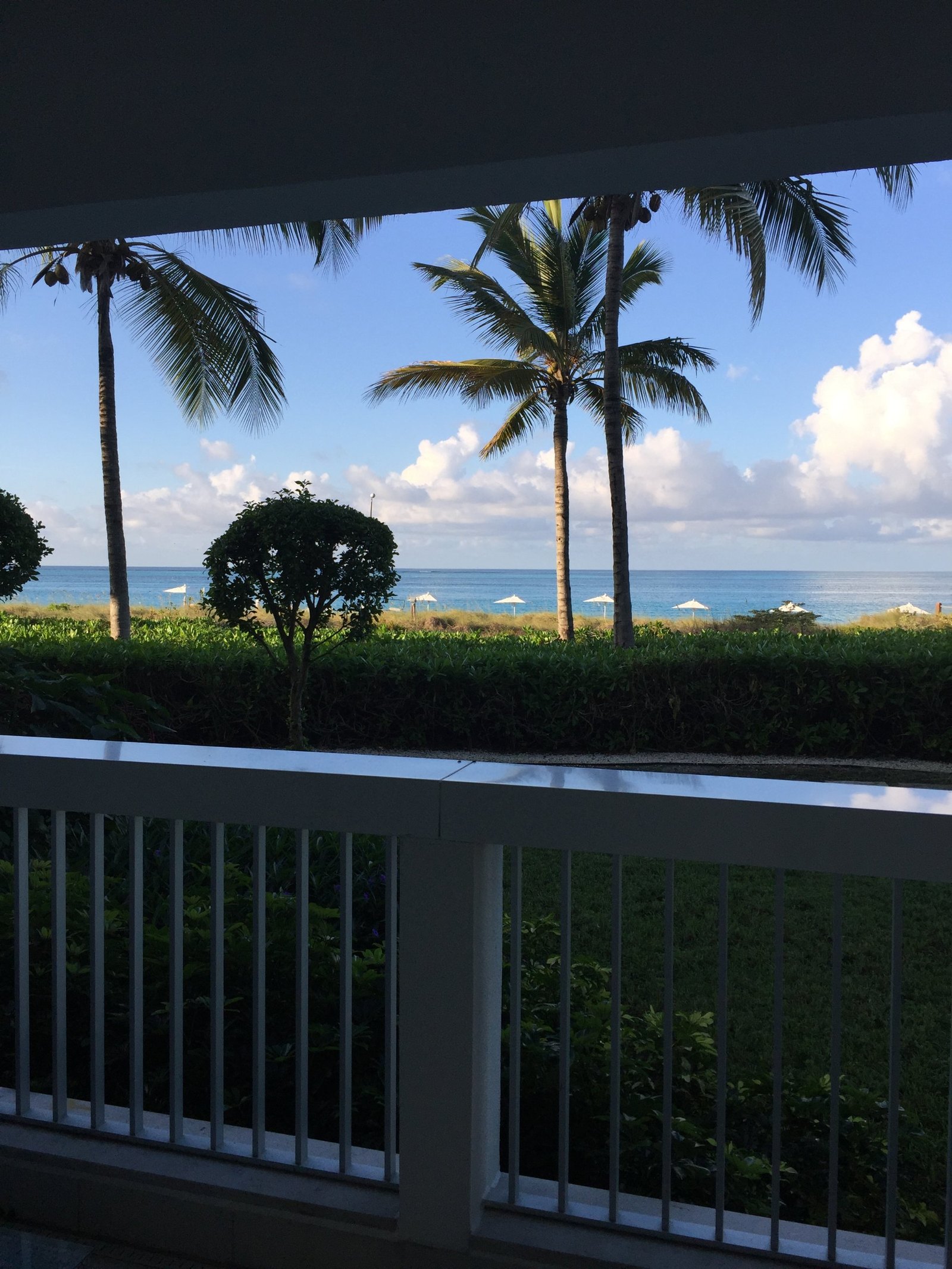 The sea seen from a shaded balcony over a clipped hedge, palms and white parasols on the sand