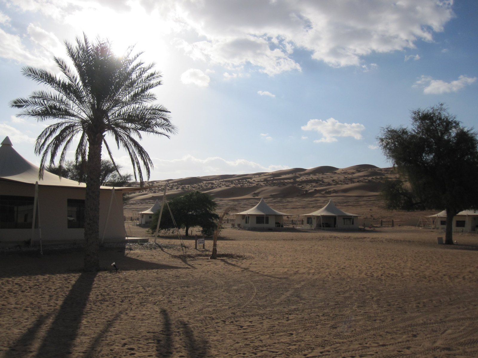 White peaked tents behind a date palm at a desert camp, with a long ridge of dunes rising behind them